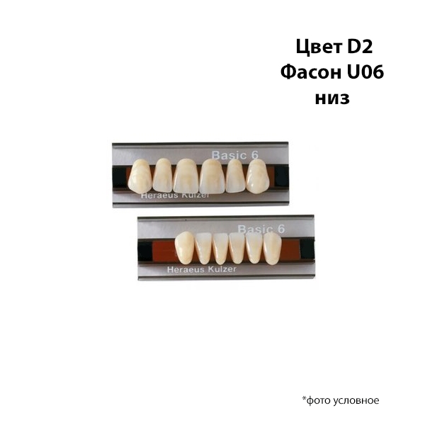Зубы Basic 6 цвет Д2 фасон U06 низ купить